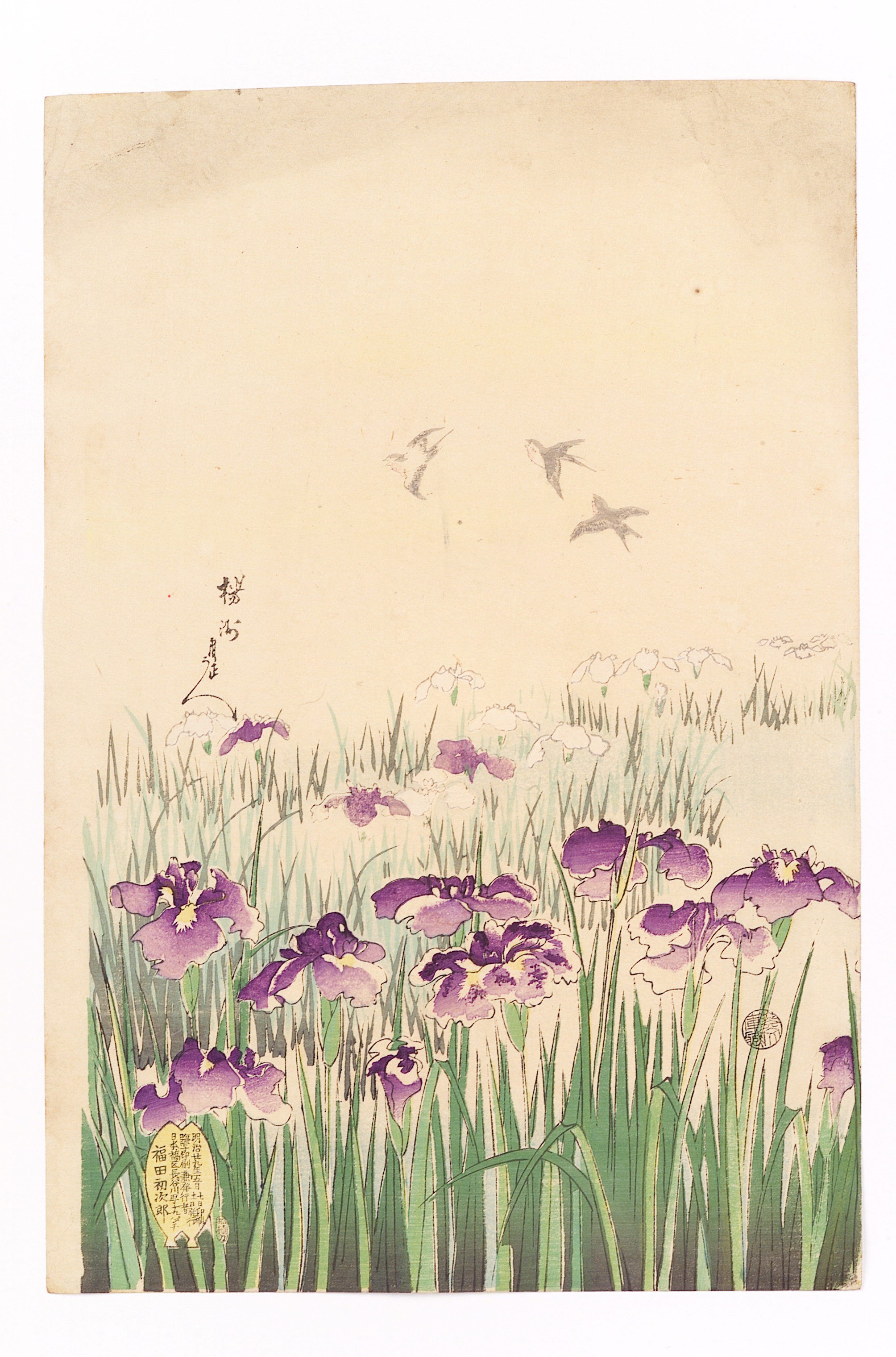 『千代田の大奥花菖蒲』