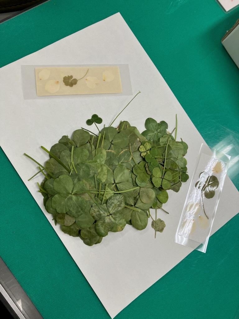 四つ葉のクローバー