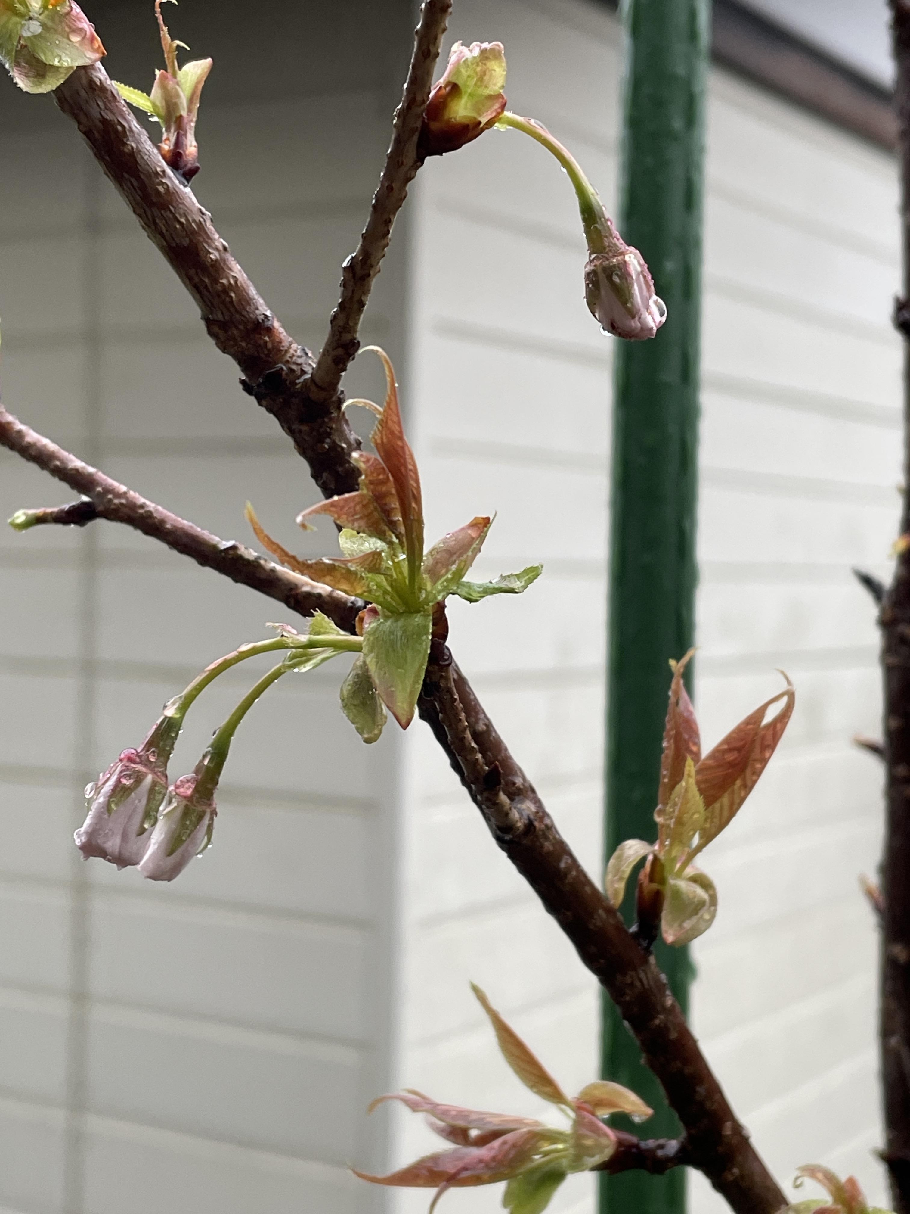 我が家の半兵衛白紅桜