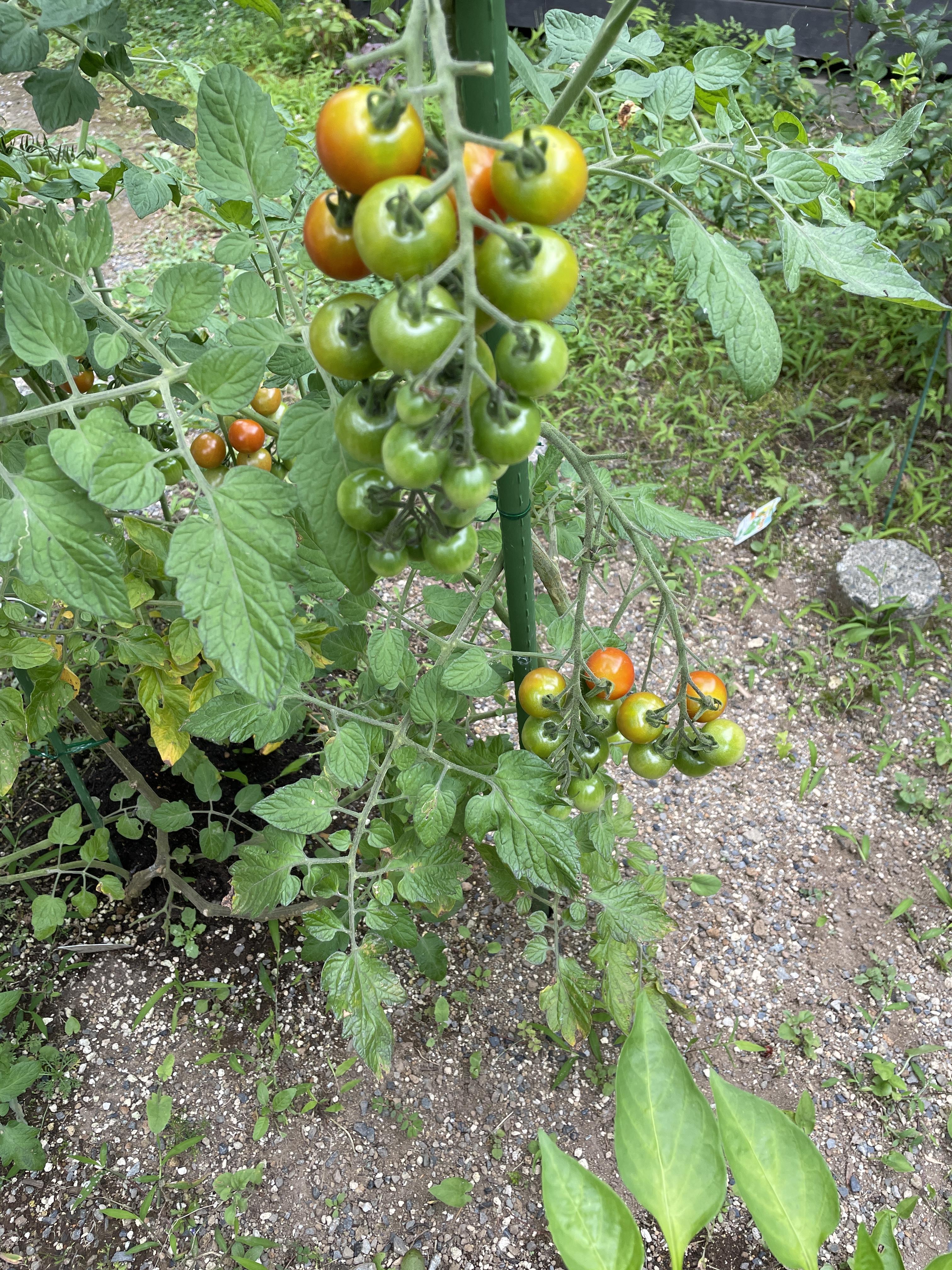 夏野菜２