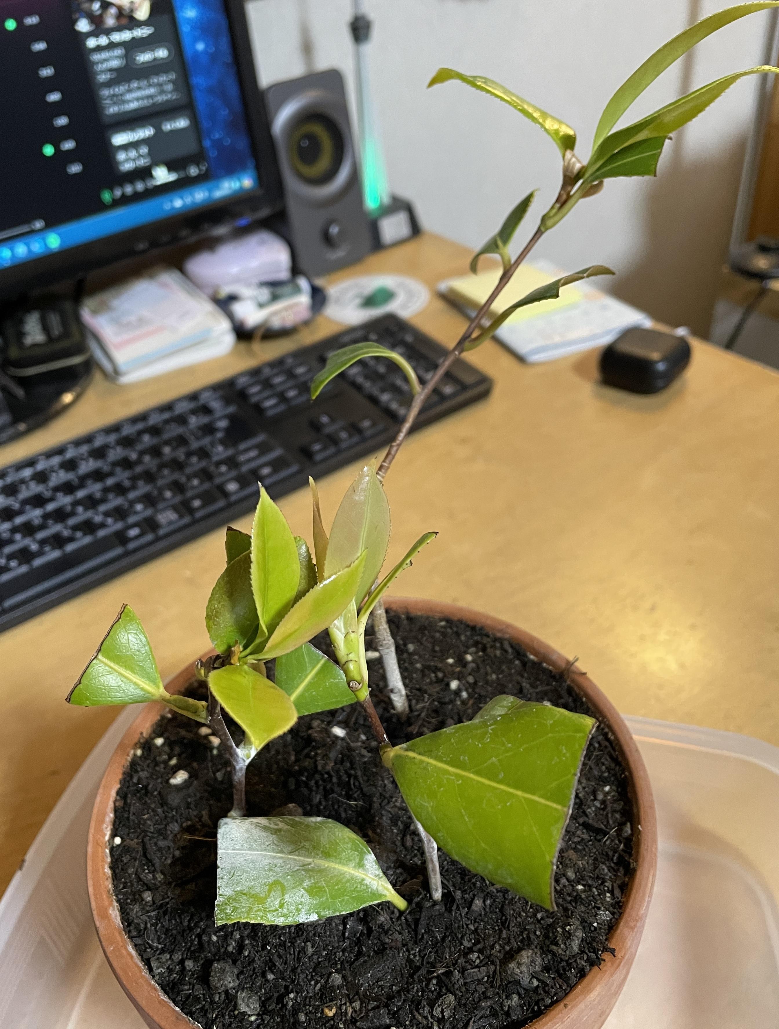 ツバキの枝分け