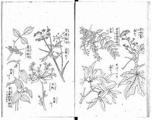 農家心得草