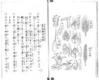 農家心得草
